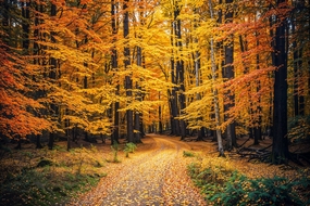 秋意阑珊唯美树林风景摄影图片